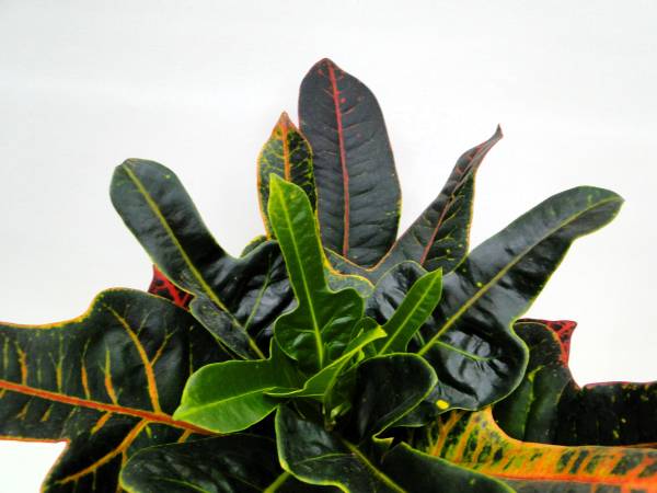 Codiaeum variegatum 'Excellent' - Image 2