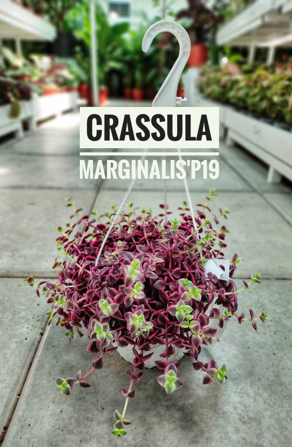 Crassula marginalis 'Calico Kitten' - Image 2