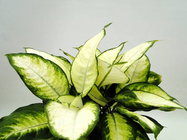 Dieffenbachia 'Camilla' - Image 2