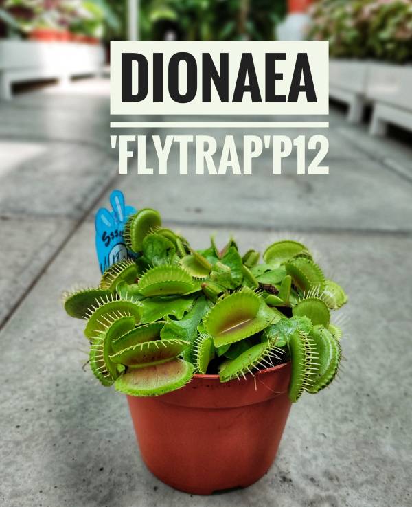 Dionaea muscipula 'Venus Flytrap' - Image 2