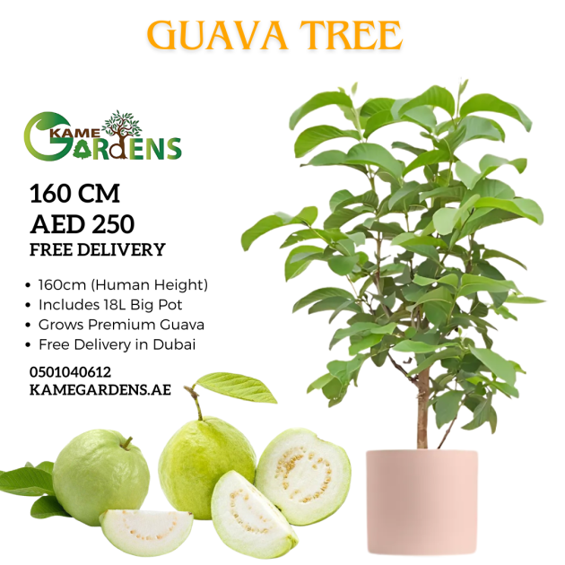 Psidium guajava 'Guava Tree'
