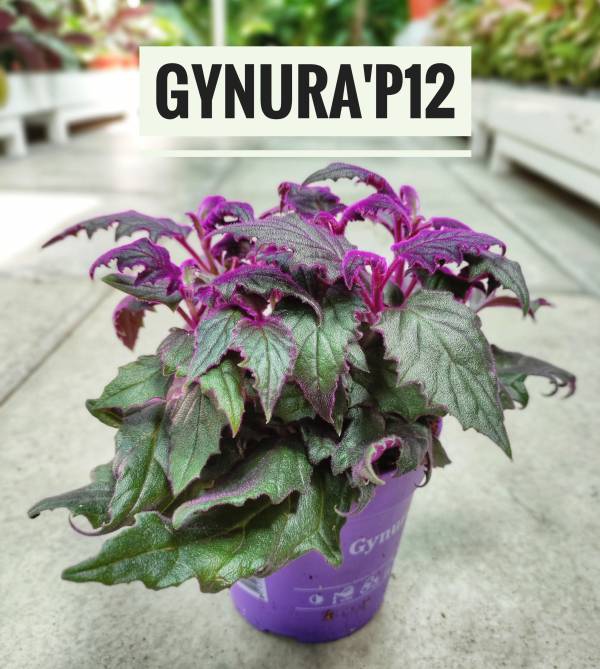 Gynura aurantiaca 'Purple Passion' - Image 2