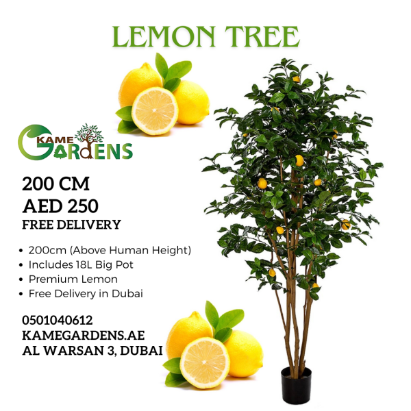 Citrus limon 'Lemon Tree'