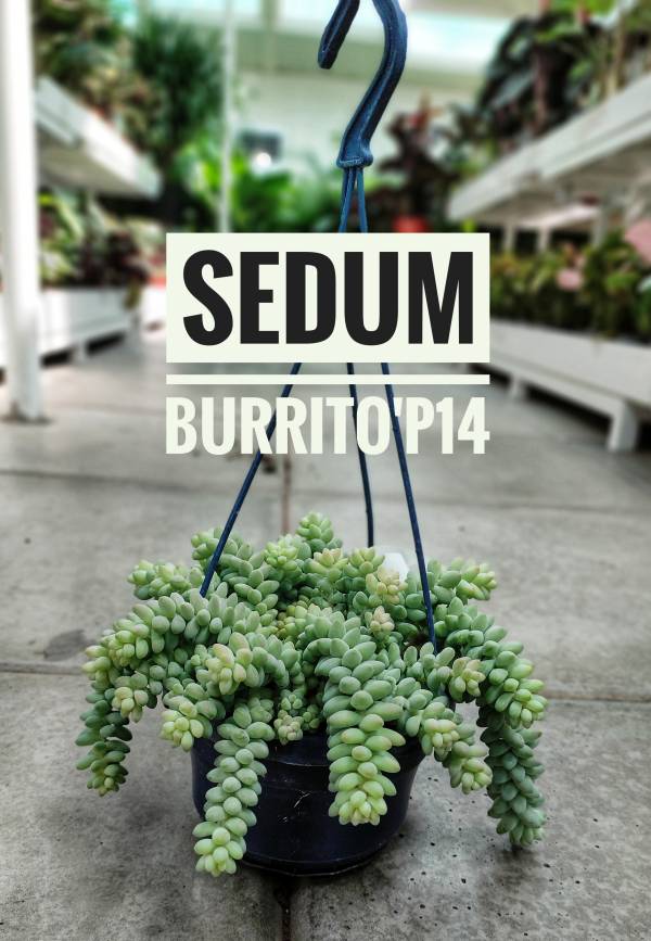 Sedum burrito 'Burro's Tail' - Image 2