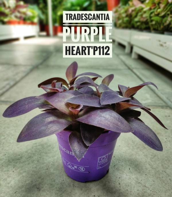 Tradescantia pallida 'Purple Heart' - Image 2