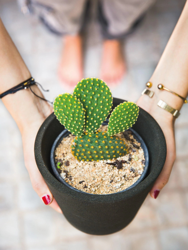 Cactus Collection – Only AED 39 Each! - Image 4