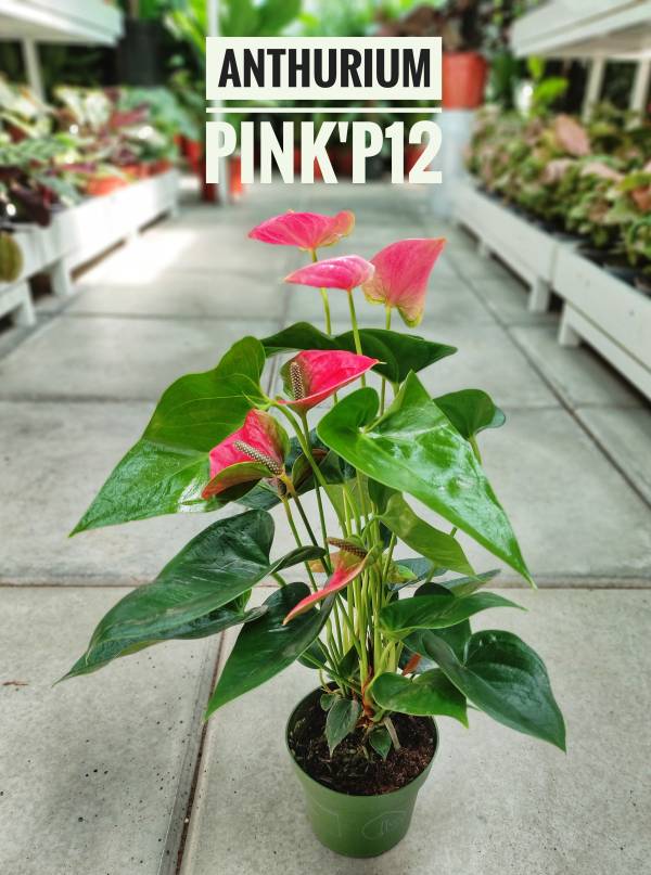 Anthurium Pink - Image 2