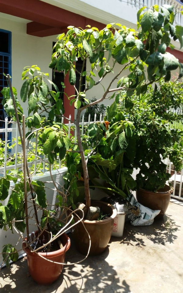 Punica granatum 'Pomegranate Tree' - Image 3