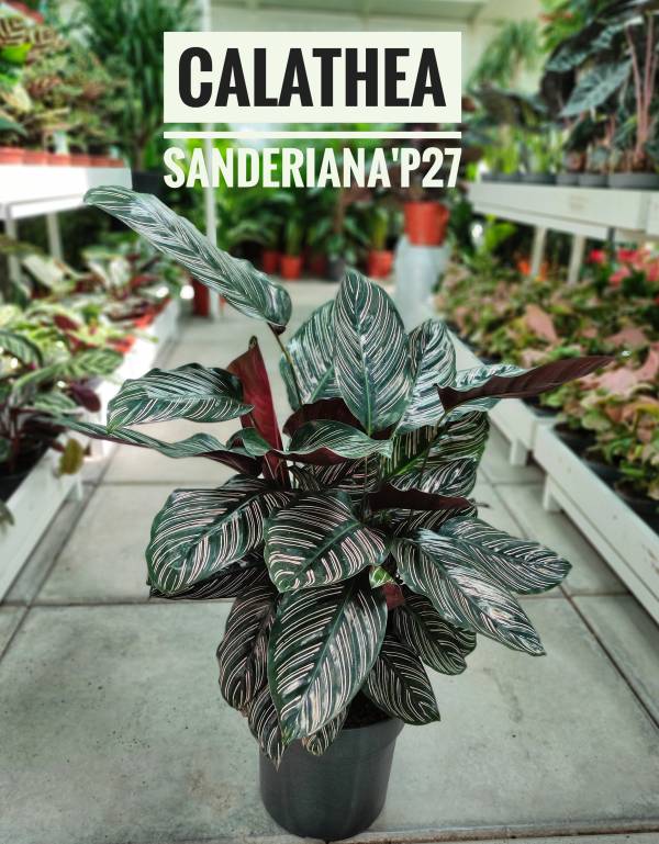Calathea sanderiana 'Pinstripe Calathea' - Image 2