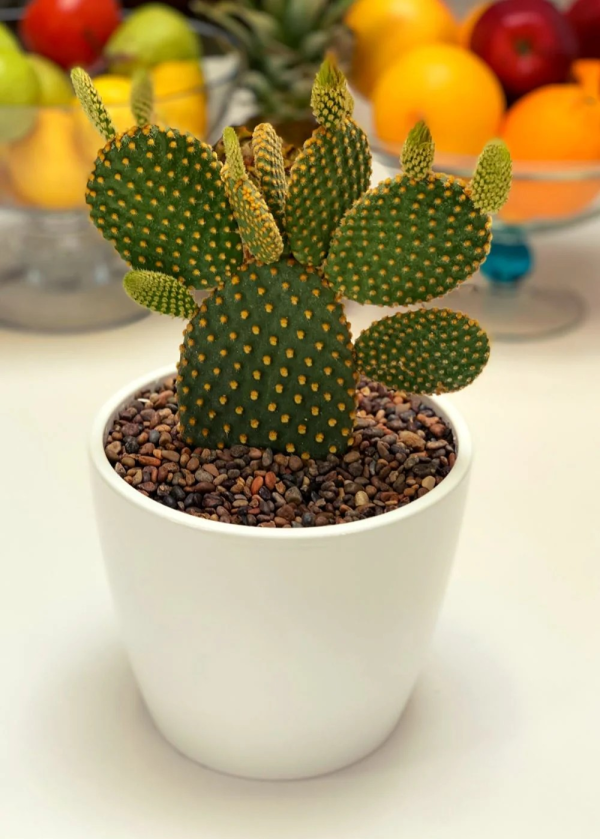 Mickey Mouse (Cactus)