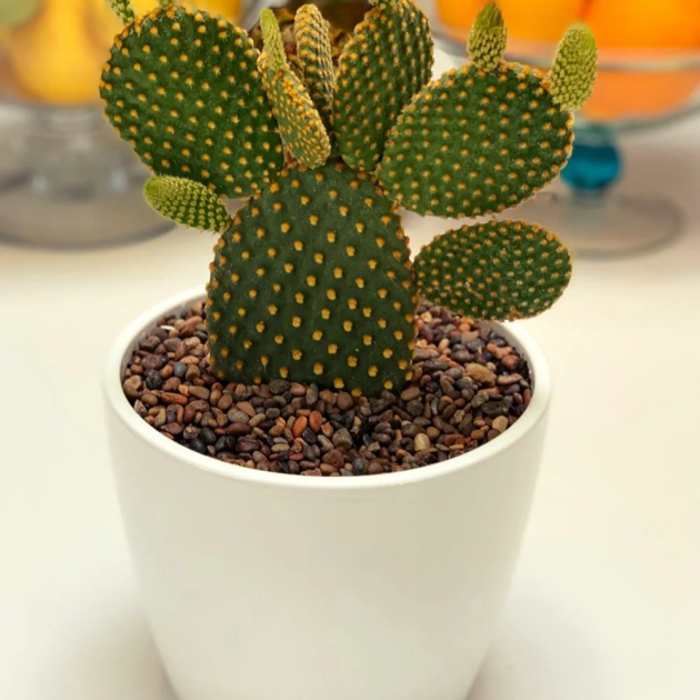 Mickey Mouse (Cactus)