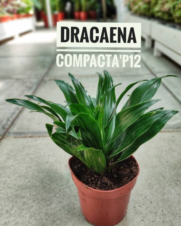 Dracaena compacta 'Compact Dragon Tree' - Image 2