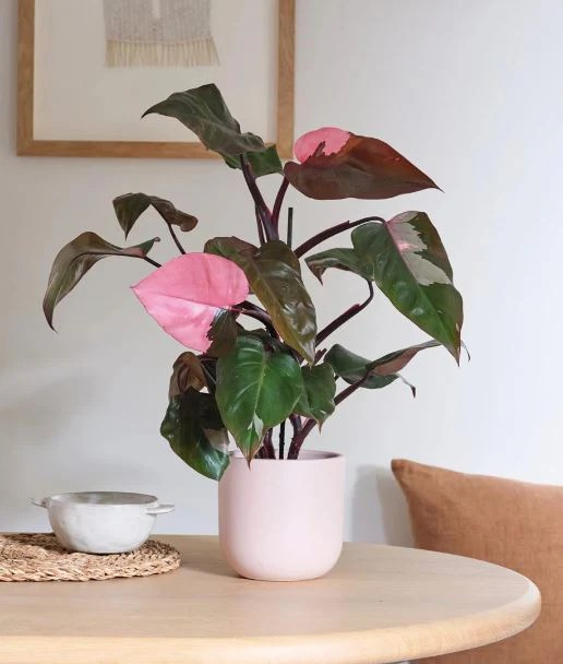 Philodendron 'Pink Princess'