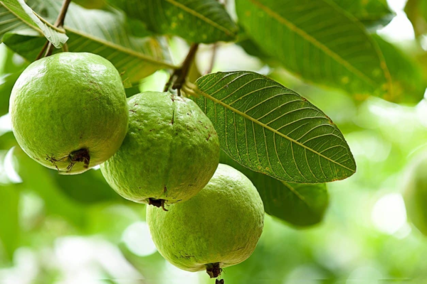 Psidium guajava 'Guava Tree' - Image 5