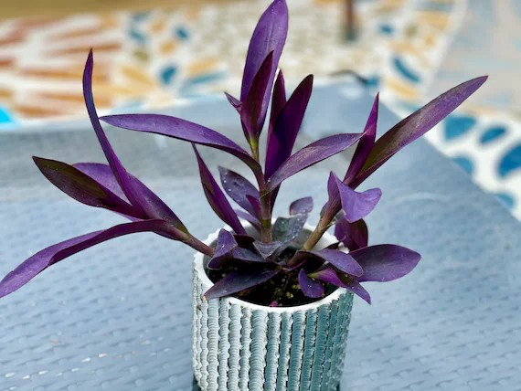 Tradescantia pallida 'Purple Heart'