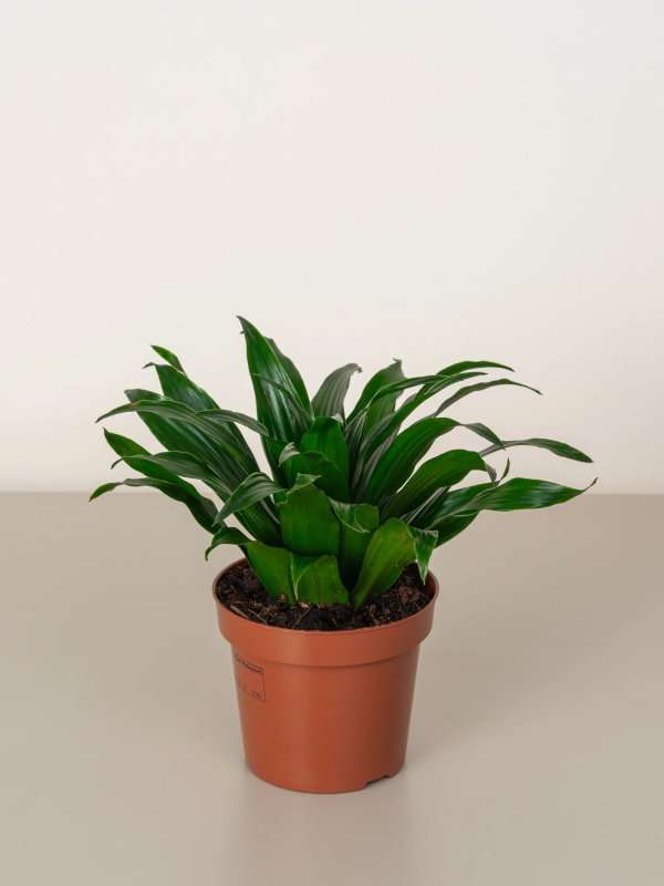 Dracaena compacta 'Compact Dragon Tree'