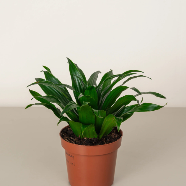 Dracaena compacta 'Compact Dragon Tree'