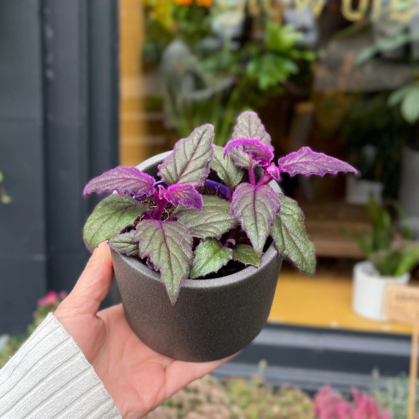 Gynura aurantiaca 'Purple Passion'