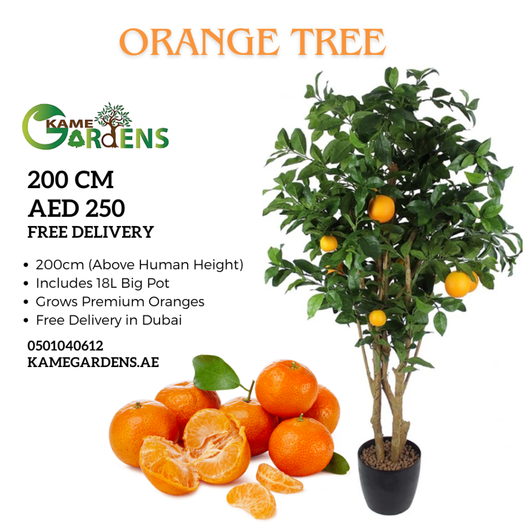 Citrus sinensis ‘Orange Tree’ – Kame Gardens