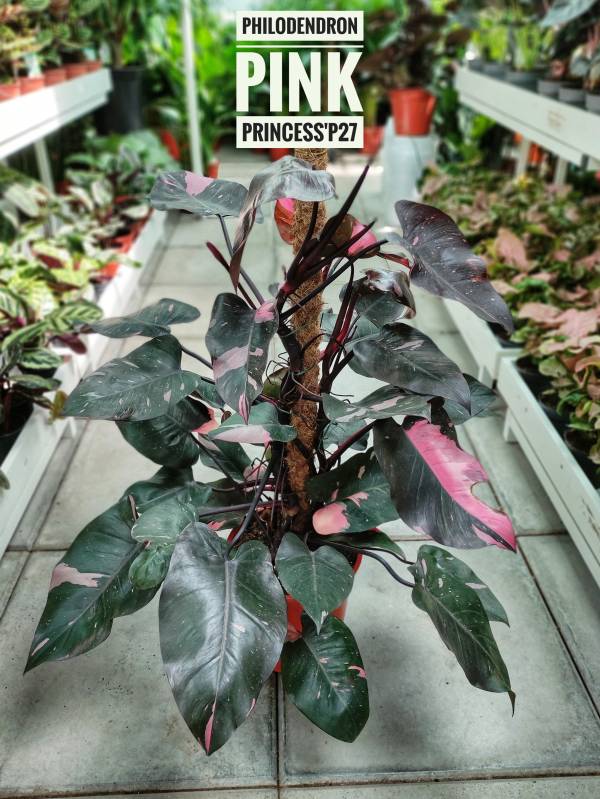Philodendron 'Pink Princess' - Image 2