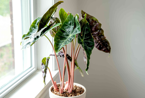 Alocasia 'Pink Dragon'