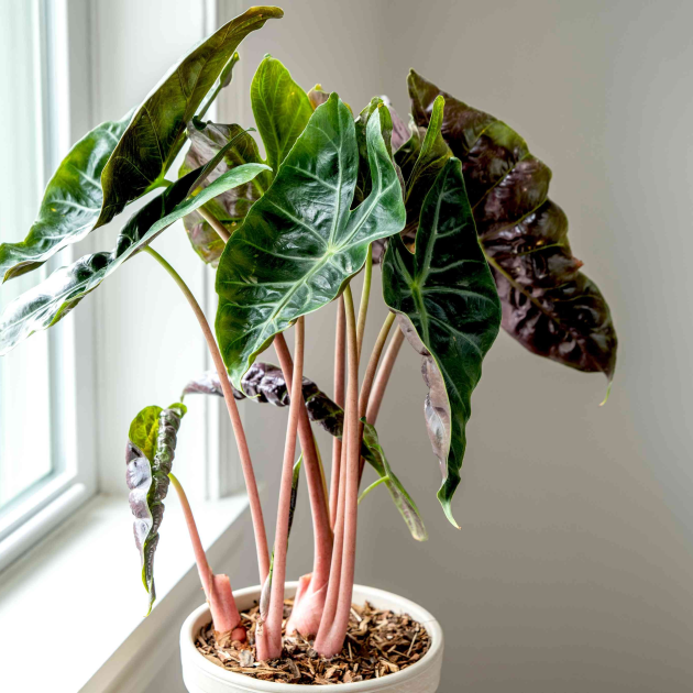 Alocasia 'Pink Dragon'