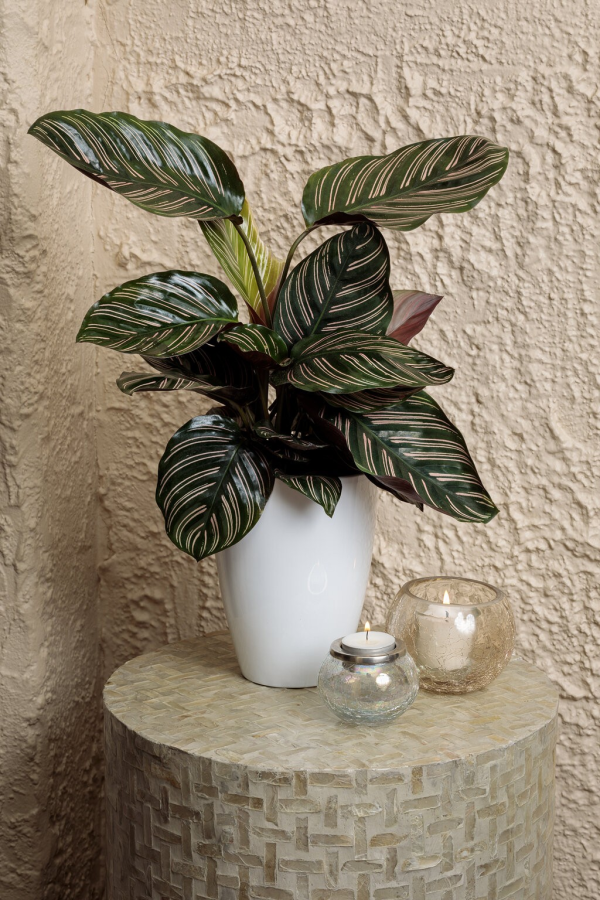 Calathea sanderiana 'Pinstripe Calathea'