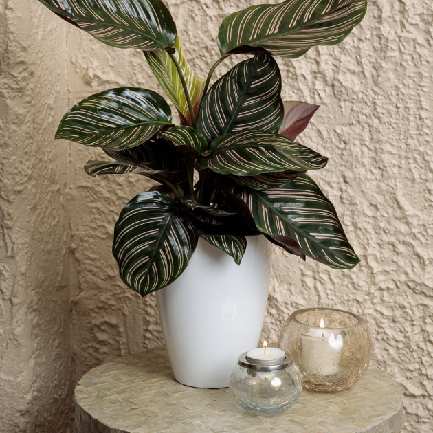 Calathea sanderiana 'Pinstripe Calathea'
