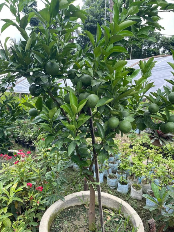 Psidium guajava 'Guava Tree' - Image 3