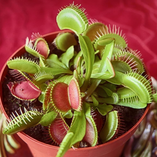 Dionaea muscipula 'Venus Flytrap'