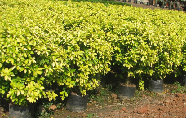 Ficus Panda - Image 2