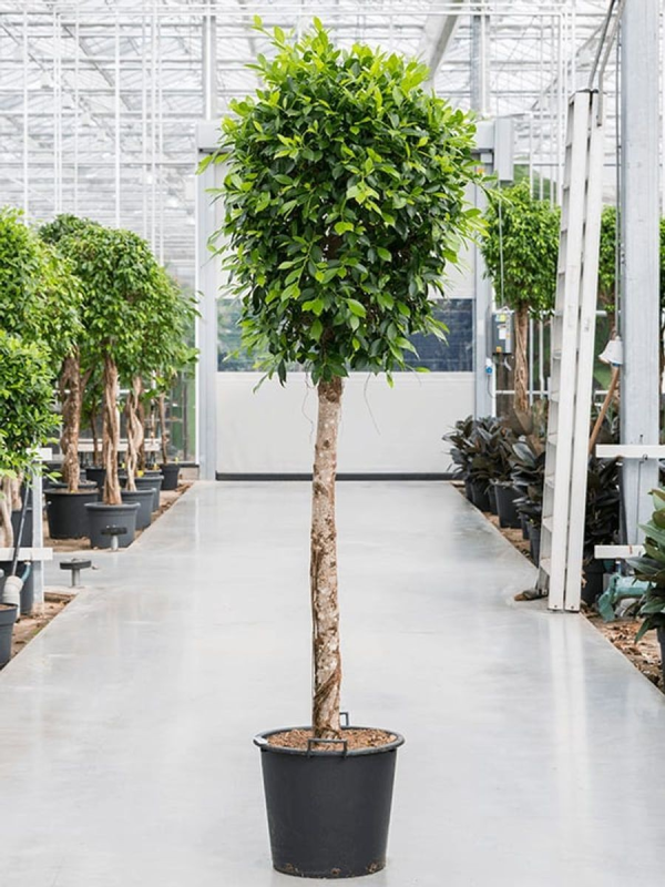 Ficus nitida