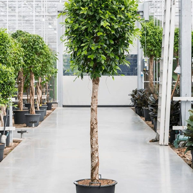 Ficus nitida