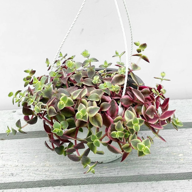 Crassula marginalis 'Calico Kitten'