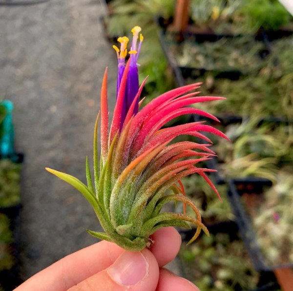 Tillandsia ionantha (Air Plant) - Image 4