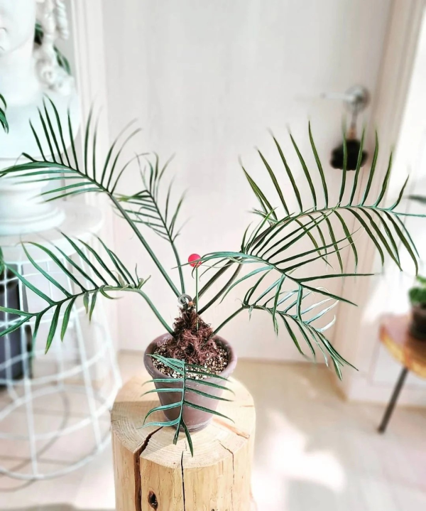 Philodendron 'Tortum'