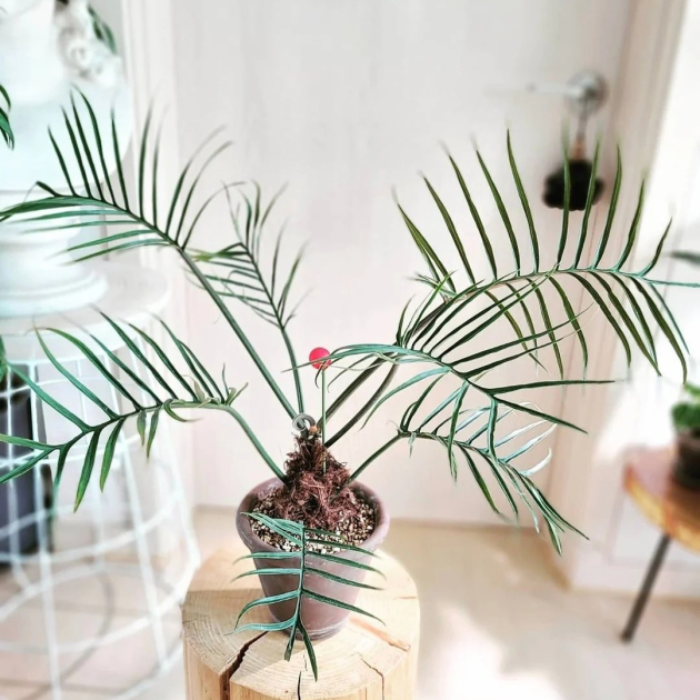 Philodendron 'Tortum'