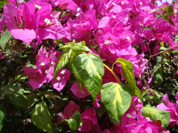 Bougainvillea 'Thema'
