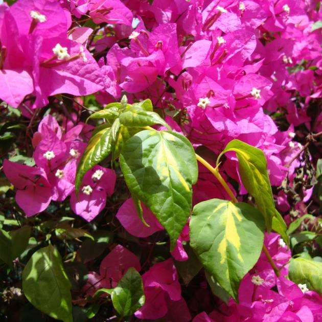 Bougainvillea 'Thema'