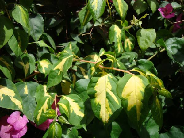 Bougainvillea 'Thema' - Image 2