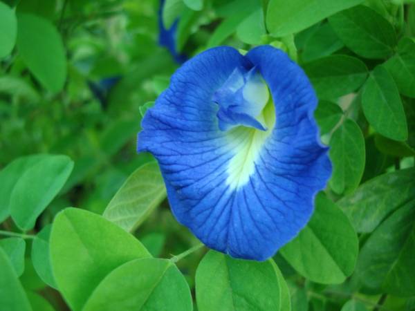 Clitoria ternatea