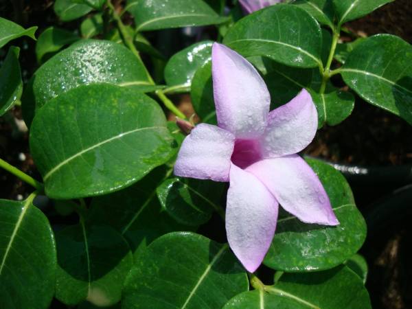 Cryptostegia madagascariensis - Image 2