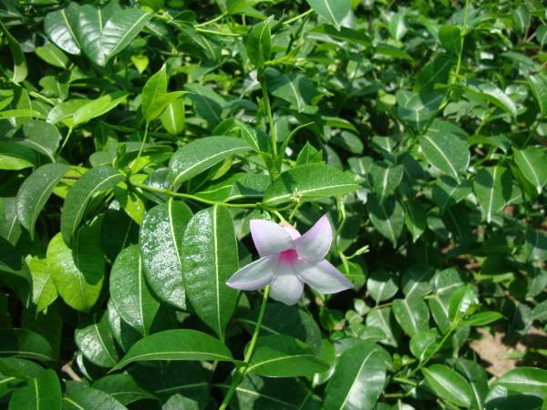 Cryptostegia madagascariensis - Image 3