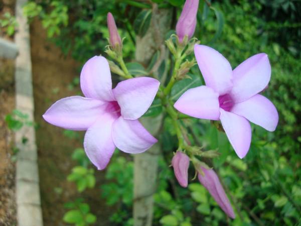 Cryptostegia madagascariensis