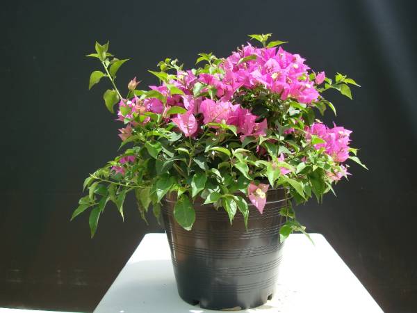 Bougainvillea 'Alexandrea'