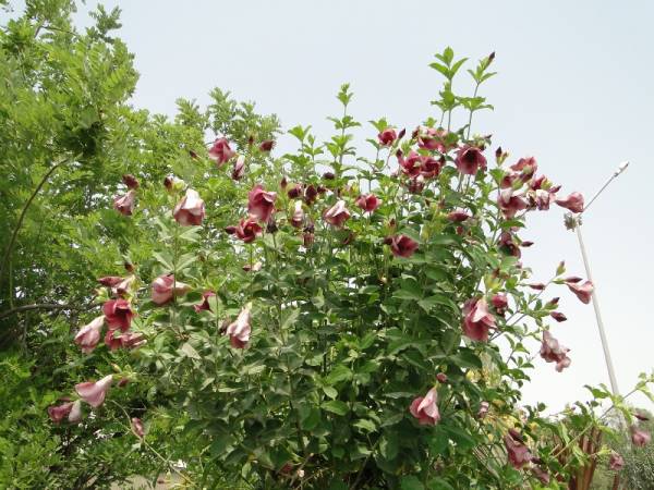 Allamanda cathartica 'Pink' - Image 3
