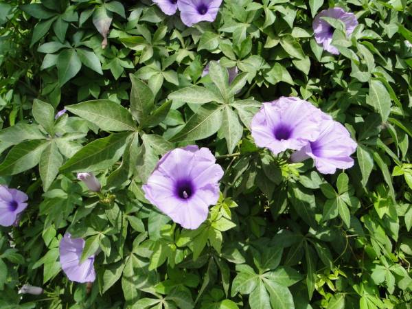 Ipomoea palmata - Image 2
