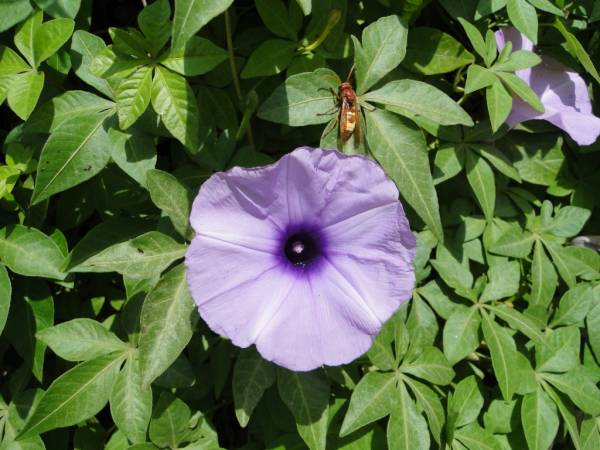 Ipomoea palmata - Image 3