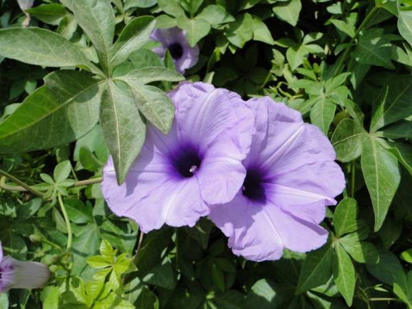 Ipomoea palmata