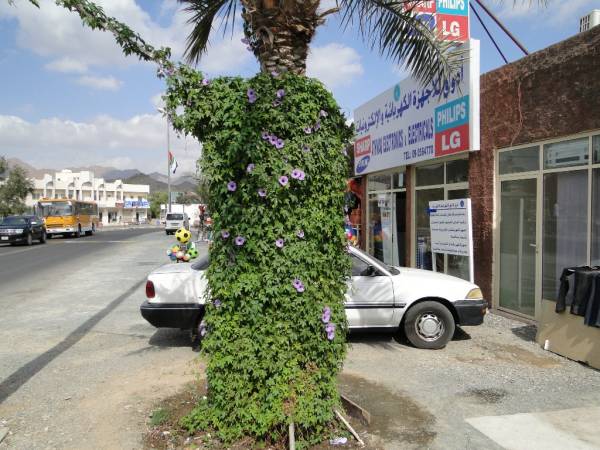 Ipomoea palmata - Image 4